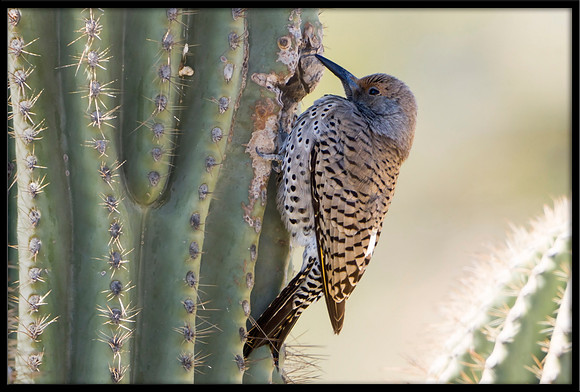 Gilded Flicker (female)
