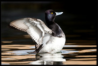 Scaups