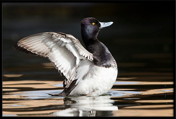 Lesser Scaup
