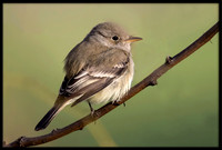 Grey Flycatcher