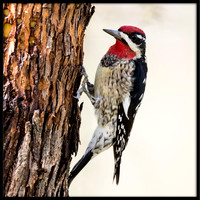 Red-naped Sapsucker