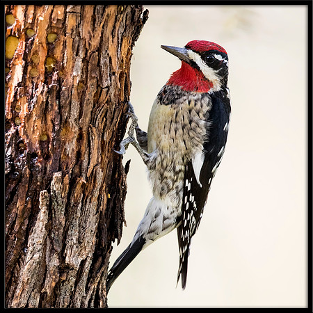 Red-naped Sapsucker