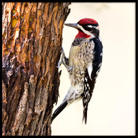 Red-naped Sapsucker