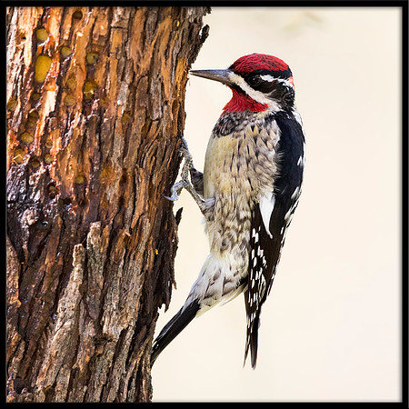 Red-naped Sapsucker
