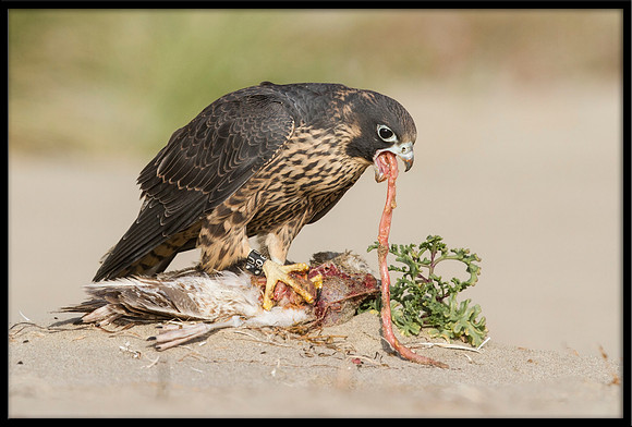 Peregrine Falcon chick