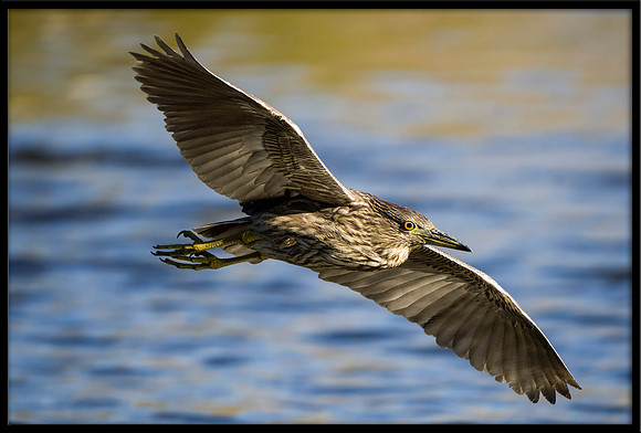 Black-crowned Night Heron (juvenile)