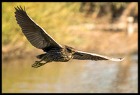 Yellow-crowned Night Heron (juvenile)