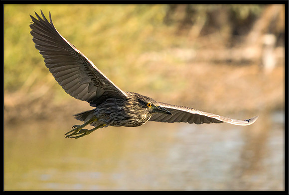 Yellow-crowned Night Heron (juvenile)