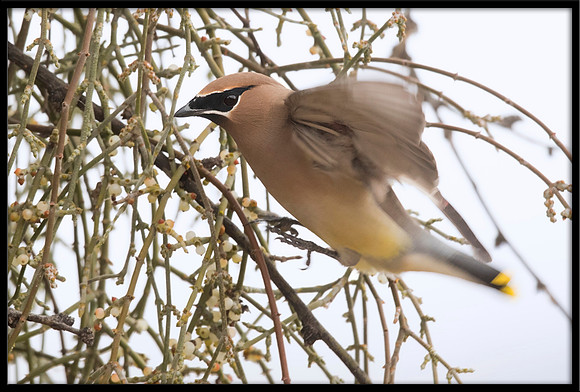 Cedar Waxwing On Mistletoe