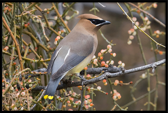 Cedar Waxwing On Mistletoe