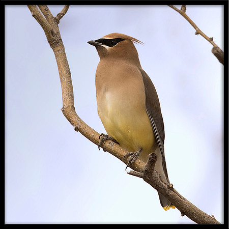 Cedar Waxwing