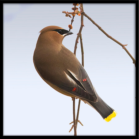Cedar Waxwing On Mistletoe