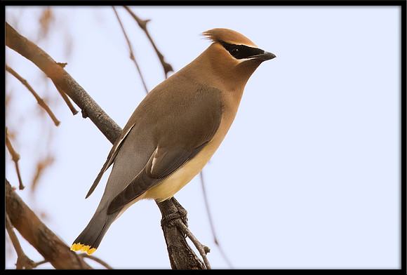 Cedar Waxwing