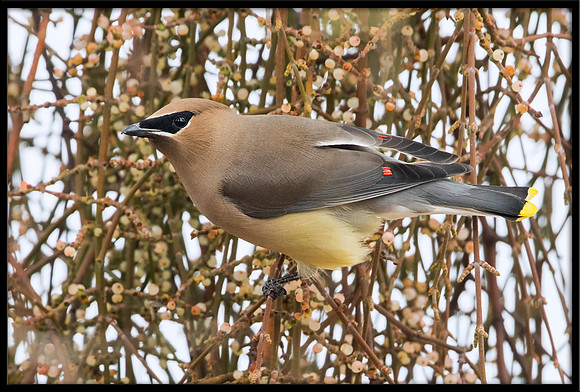Cedar Waxwing On Mistletoe