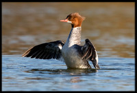 Common Merganser (f)
