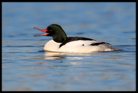 Common Merganser (m)