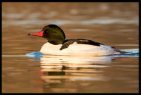 Common Merganser (m)