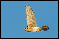 Kestrel