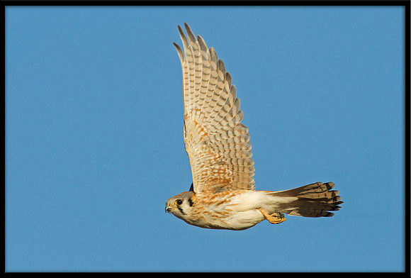 Kestrel