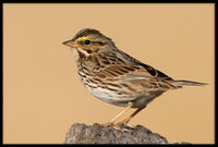 Savannah Sparrows