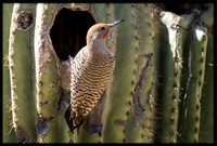 Gilded Flicker
