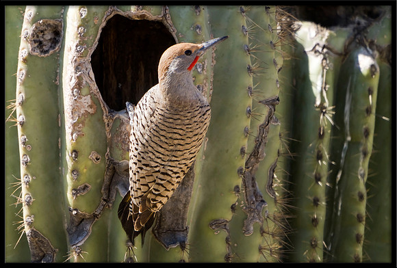 Gilded Flicker