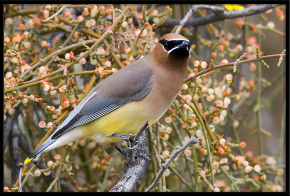 Cedar Waxwing On Mistletoe