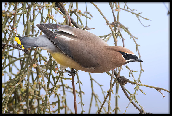 Cedar Waxwing On Mistletoe