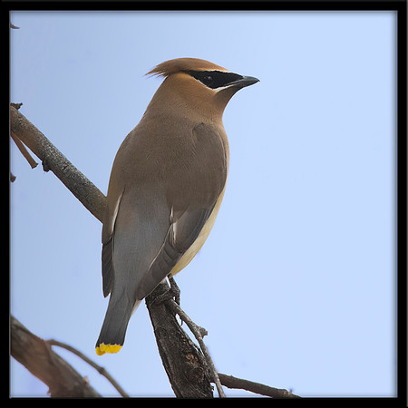 Cedar Waxwing