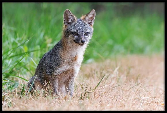 Grey Fox