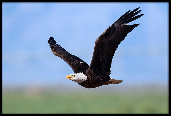 Bald Eagle