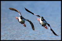 Bufflehead