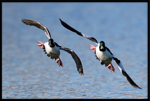 Bufflehead