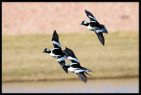 Bufflehead