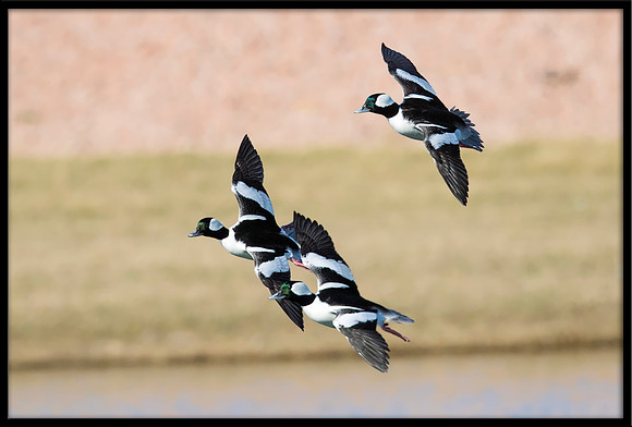Bufflehead