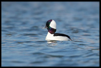Bufflehead
