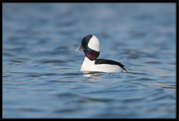 Bufflehead