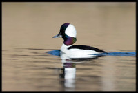 Bufflehead