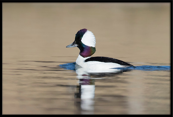 Bufflehead