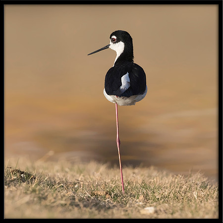 Black-necked Stilt