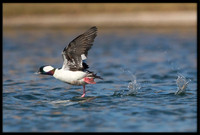 Bufflehead