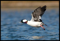 Bufflehead