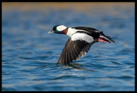 Bufflehead