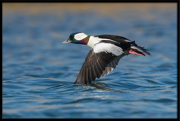 Bufflehead