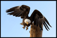 Bald Eagle