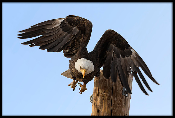 Bald Eagle