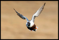 Northern Shoveler