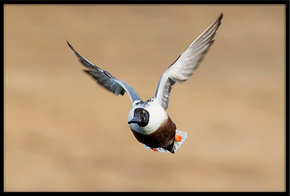 Northern Shoveler