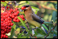 Cedar Waxwing