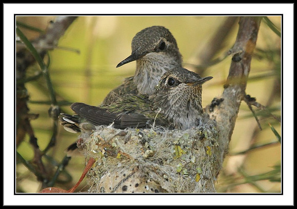 Hummingbird Babies